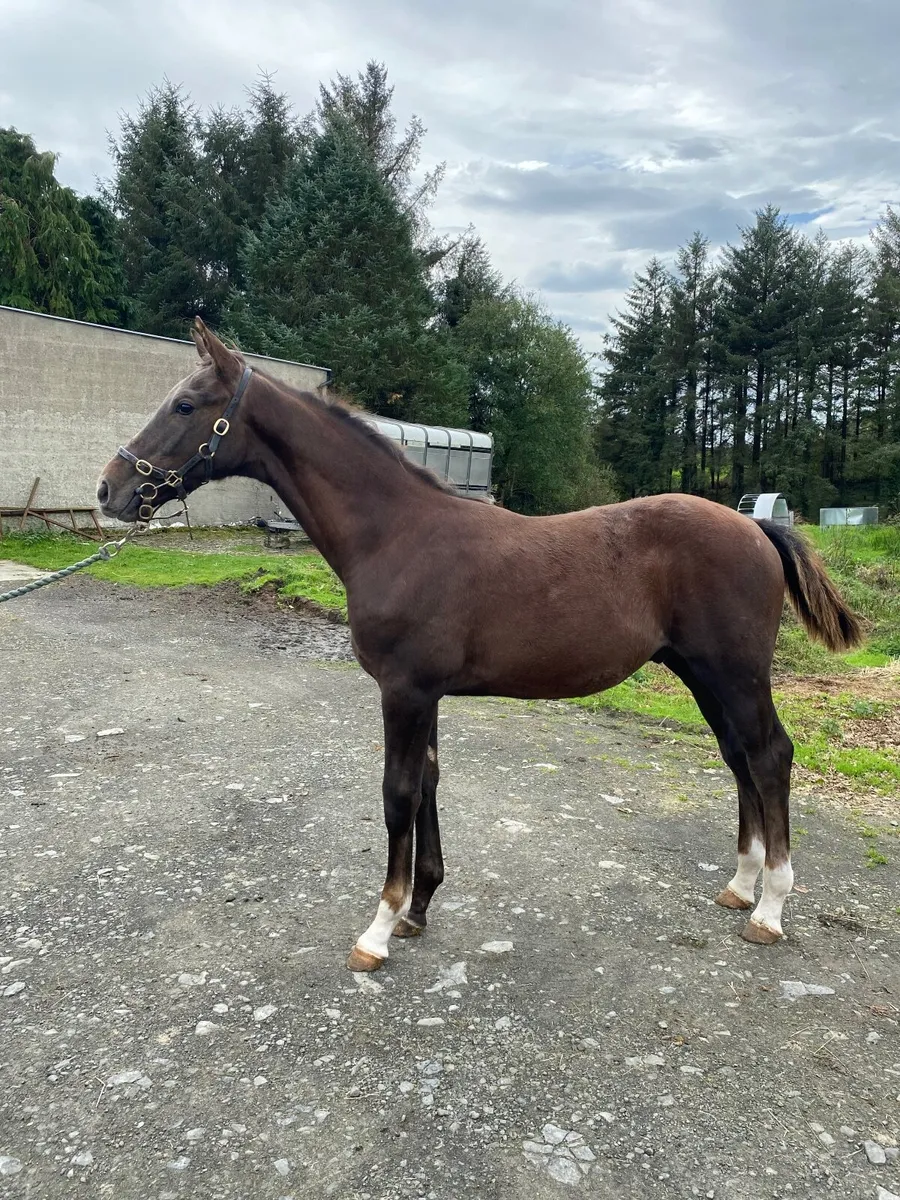 Caracas Foal Goresbridge Lot 334 (Saturday) - Image 1