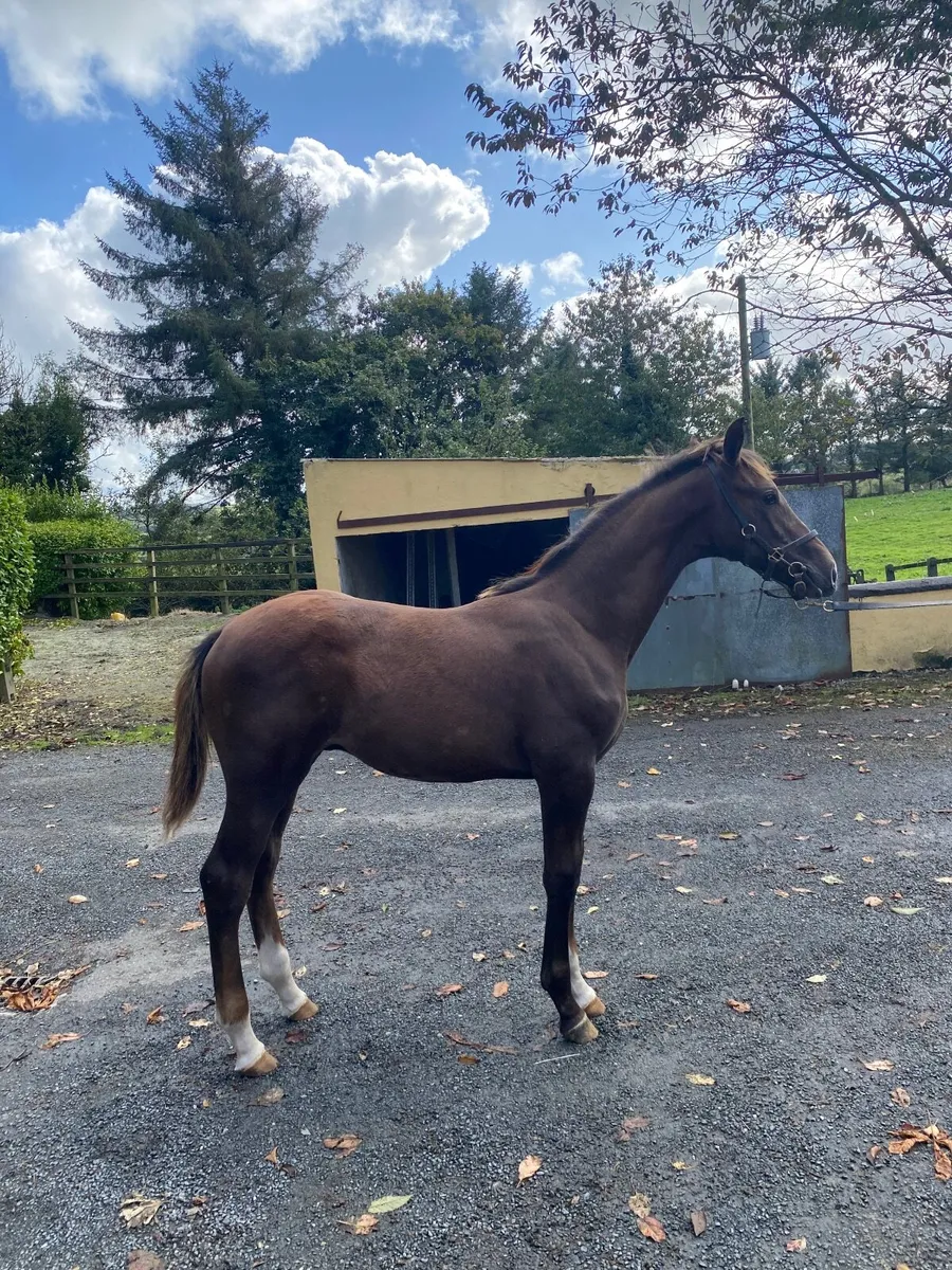 Caracas Foal Goresbridge Lot 334 (Saturday) - Image 2