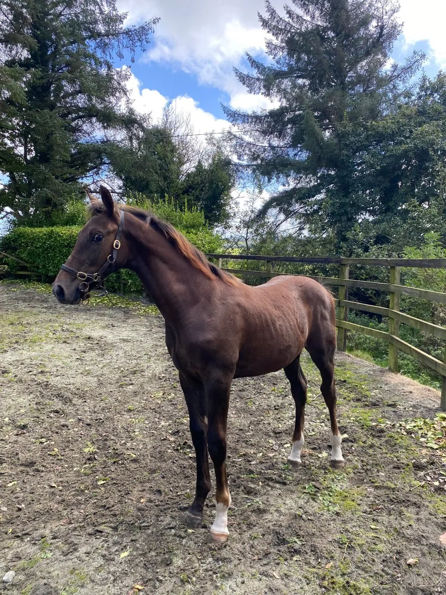 Caracas Foal Goresbridge Lot 334 (Saturday) - Image 3