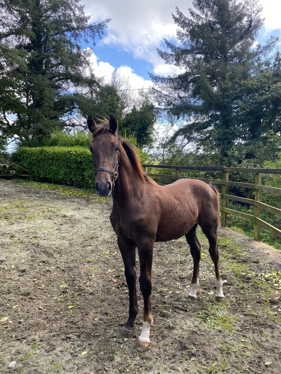 Caracas Foal Goresbridge Lot 334 (Saturday) - Image 4