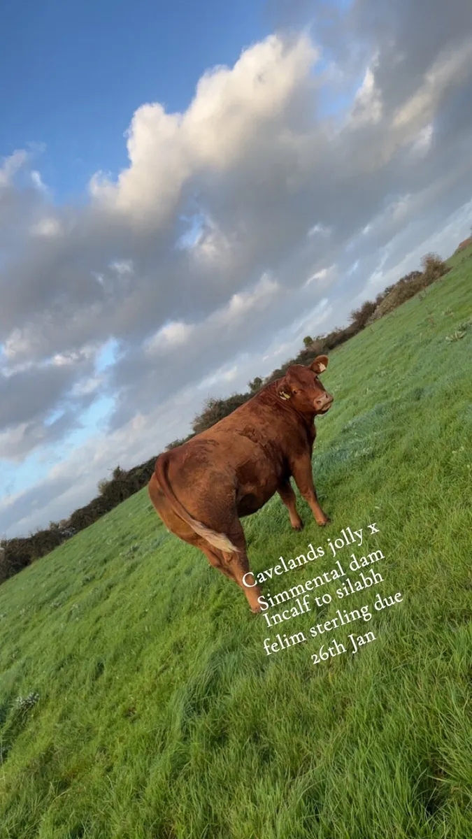 3 smashing springers for balla mart Saturday 11th - Image 1