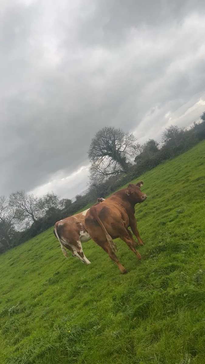 3 smashing springers for balla mart Saturday 11th - Image 3