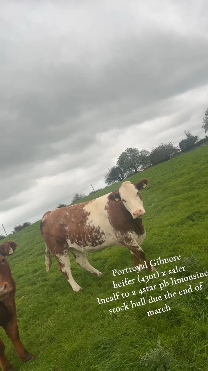 3 smashing springers for balla mart Saturday 11th - Image 4