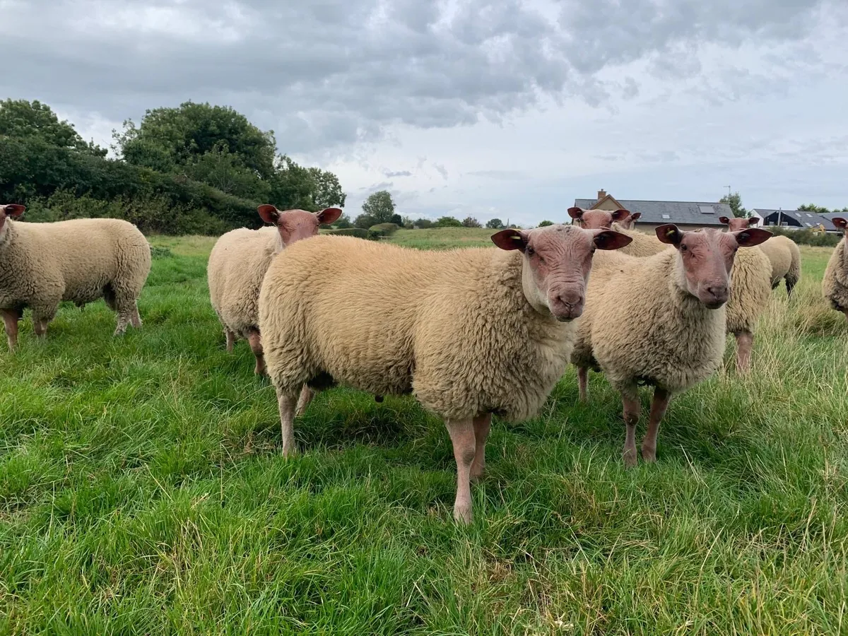 Rouge Rams - Image 1