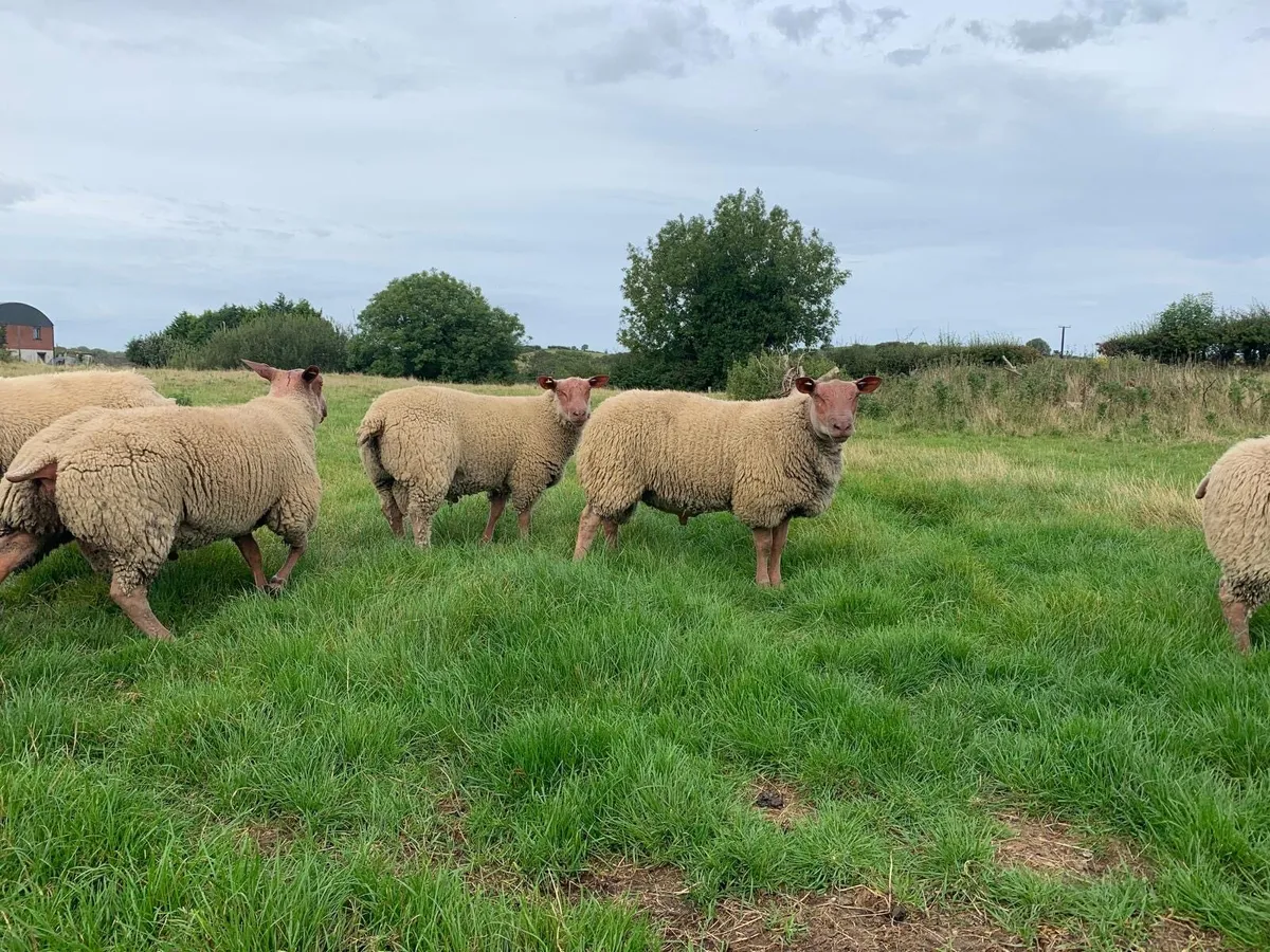 Rouge Rams - Image 2