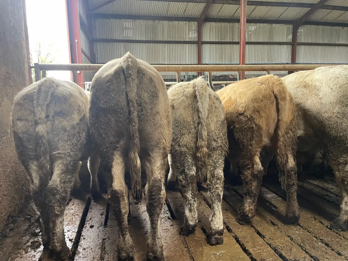 Beef Cattle - Image 1