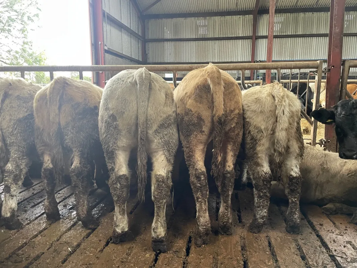 Beef Cattle - Image 2