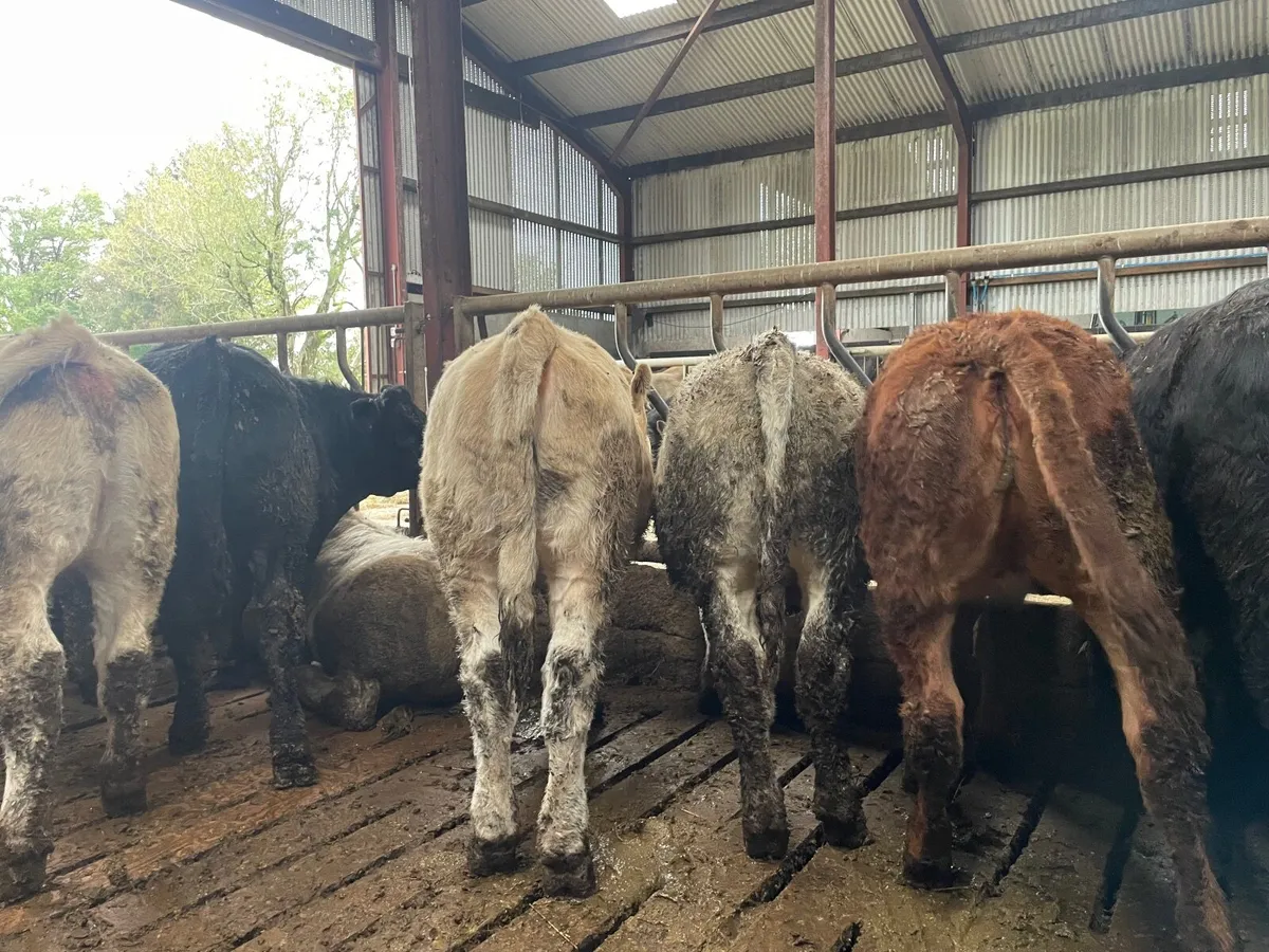 Beef Cattle - Image 3