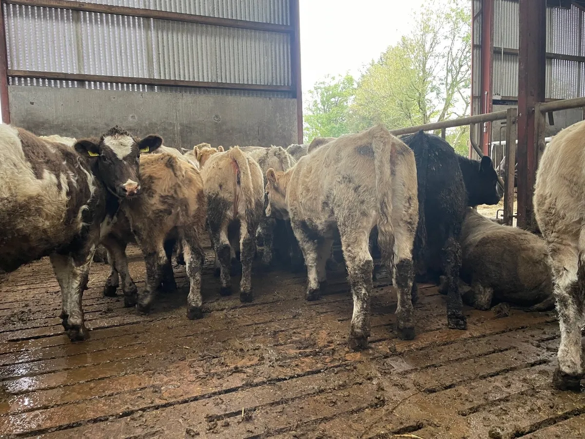 Beef Cattle - Image 4