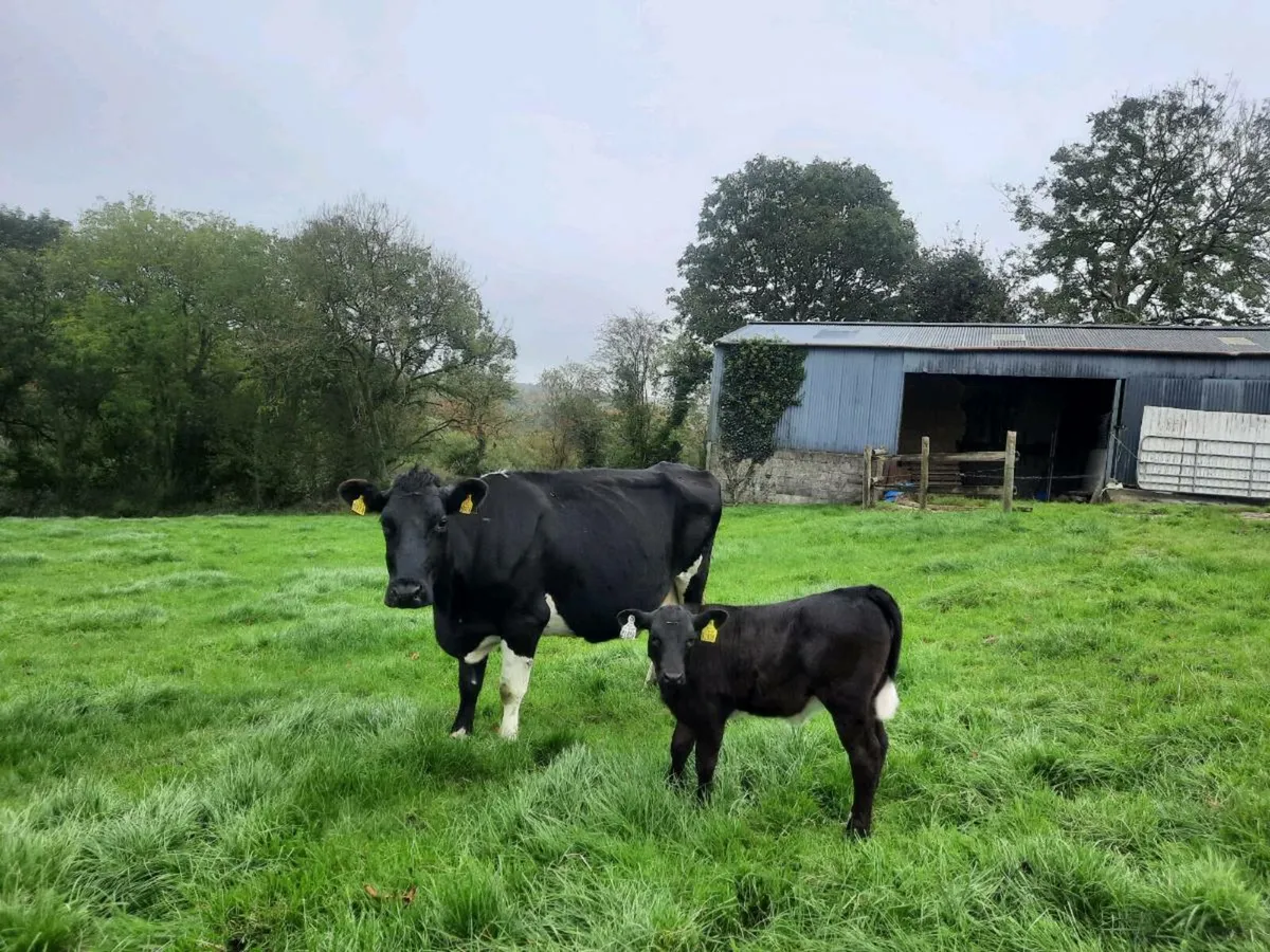 Friesian cow with calf - Image 1