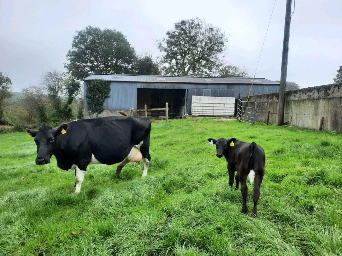 Friesian cow with calf - Image 2