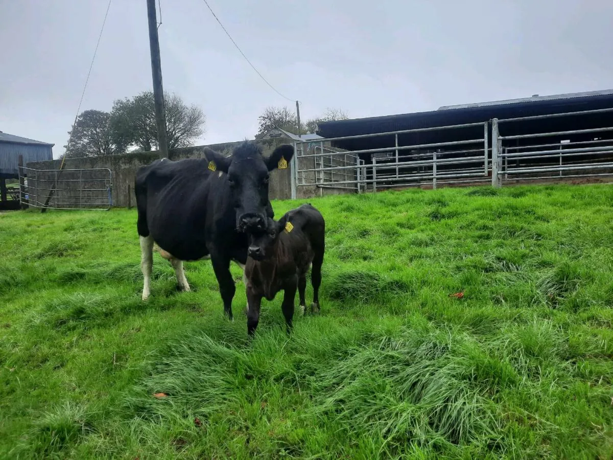 Friesian cow with calf - Image 3