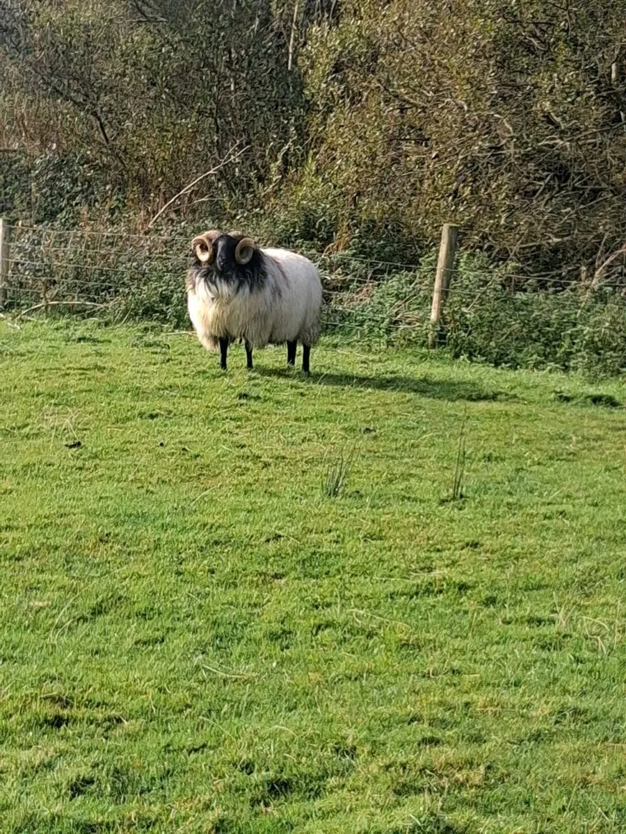 Ram - Image 1