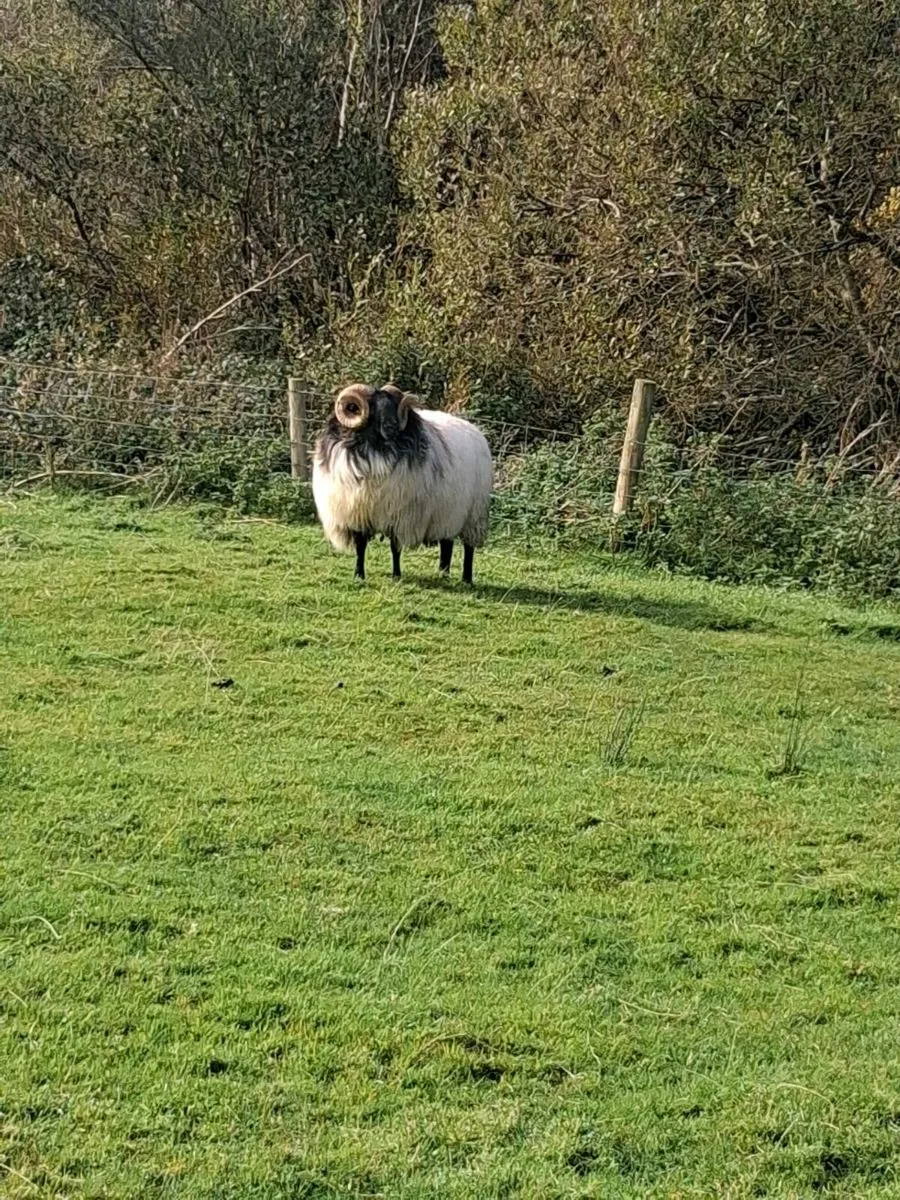 Ram - Image 2