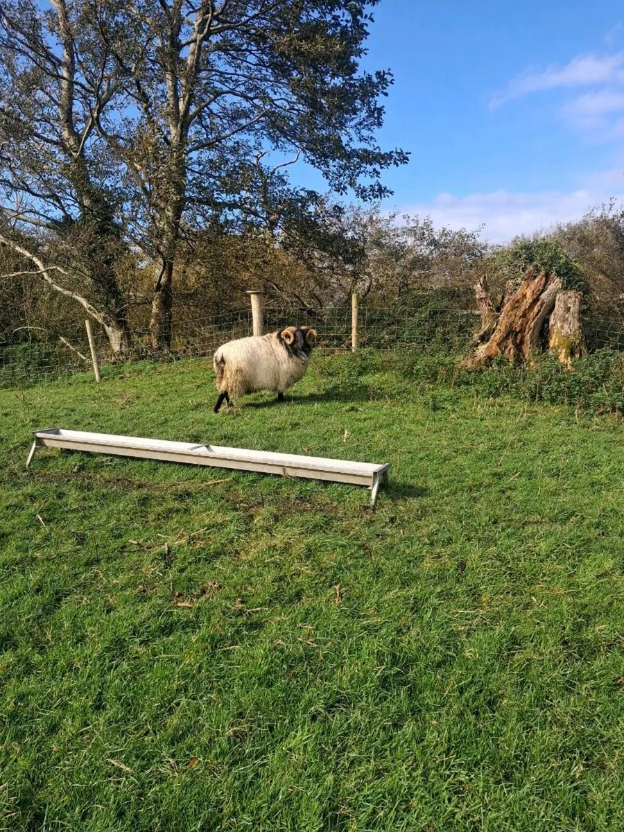 Ram - Image 3