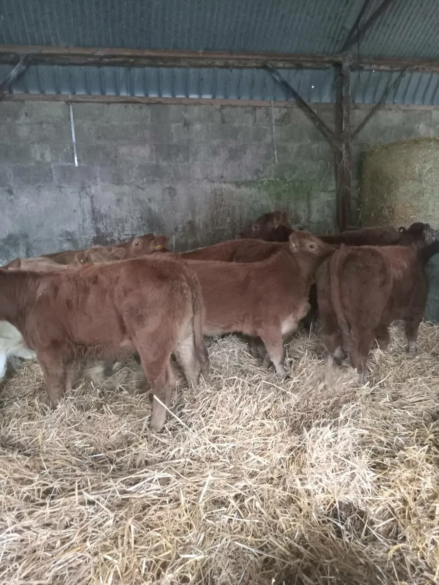 13 super u grade charolais and red limousine - Image 1