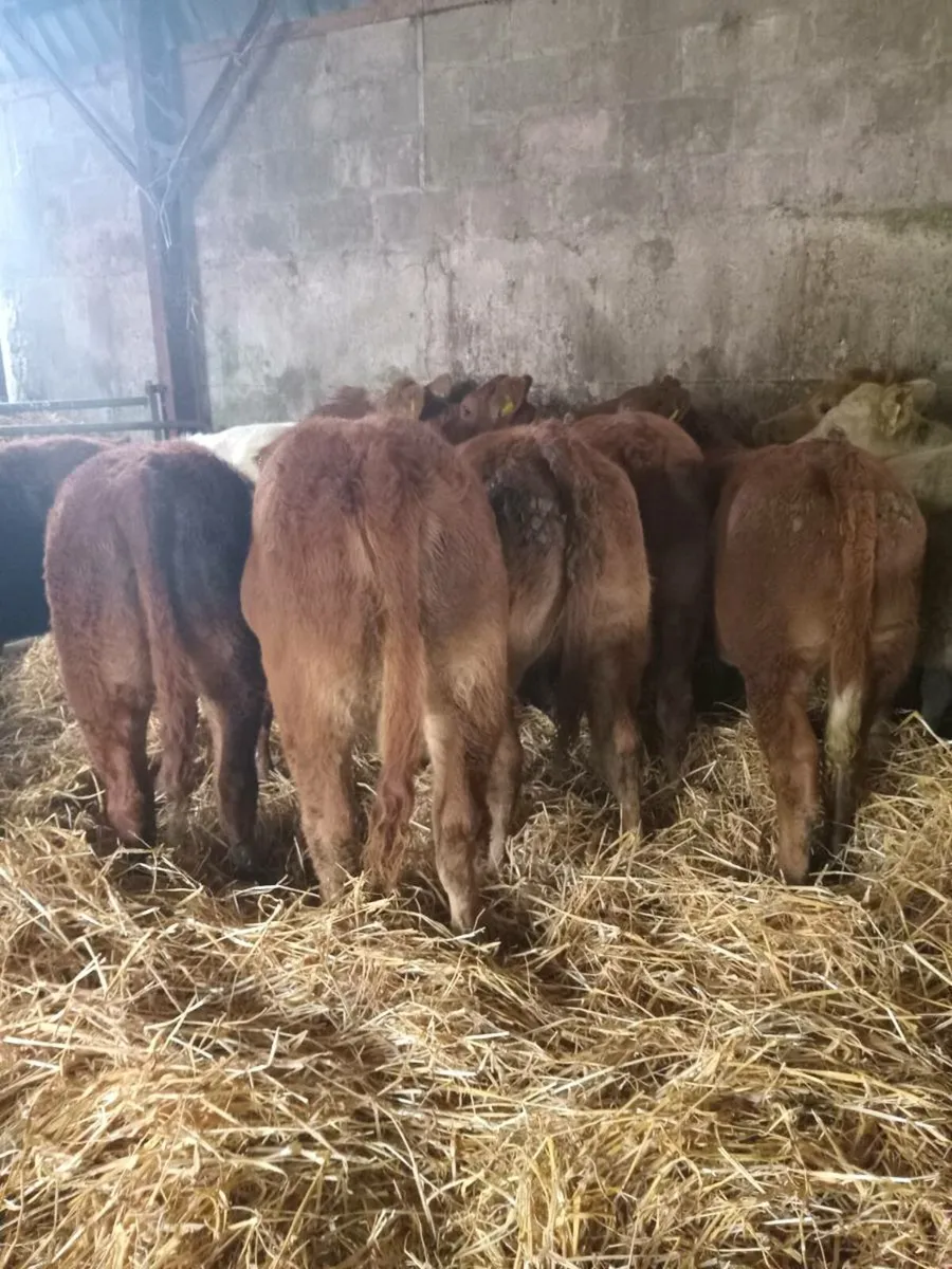 13 super u grade charolais and red limousine - Image 2