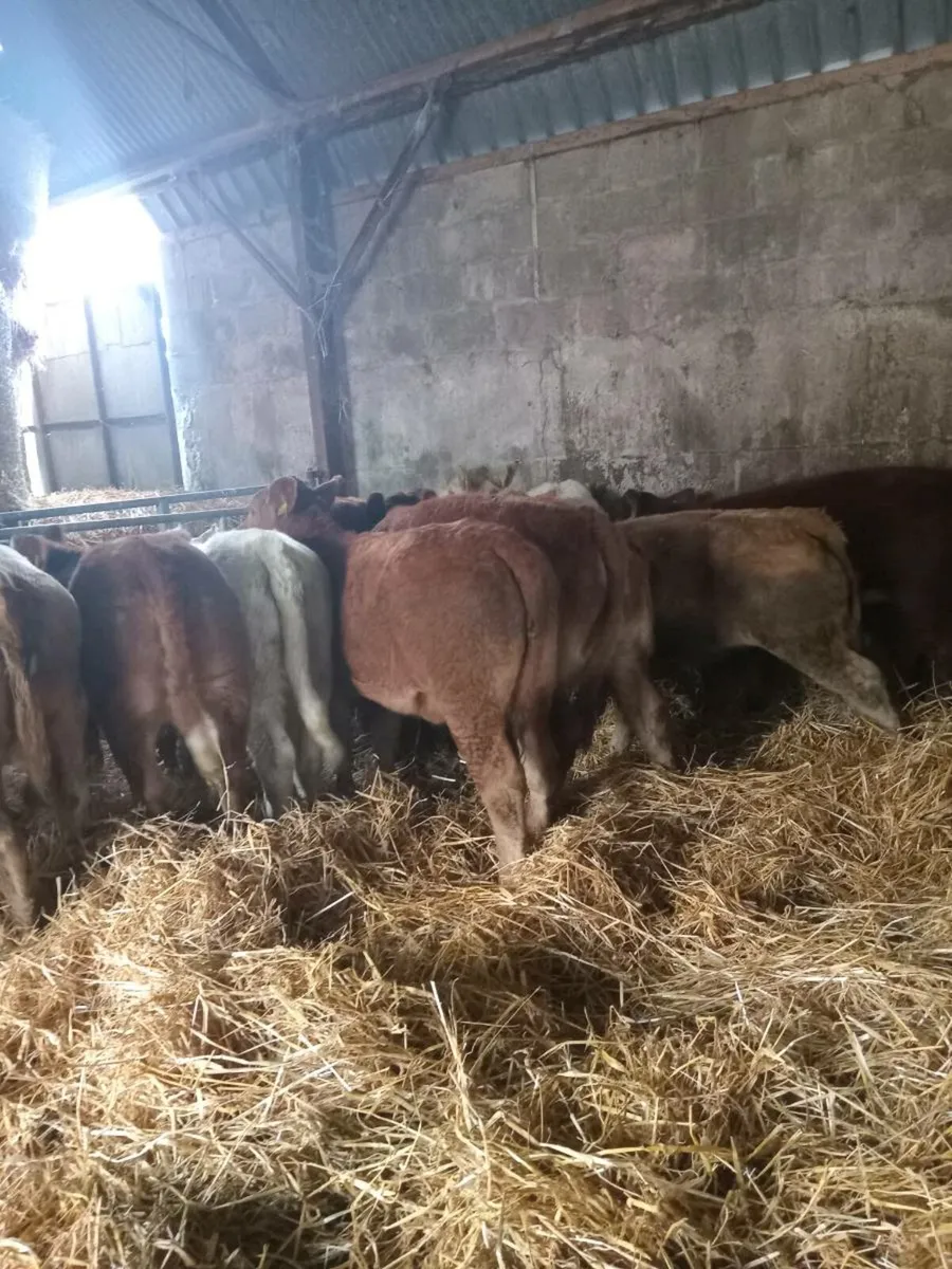 13 super u grade charolais and red limousine - Image 3