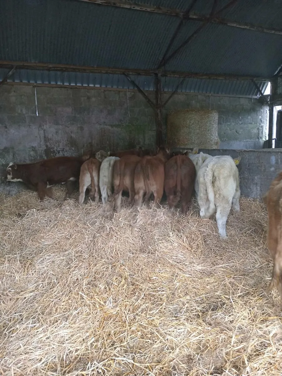 13 super u grade charolais and red limousine - Image 4