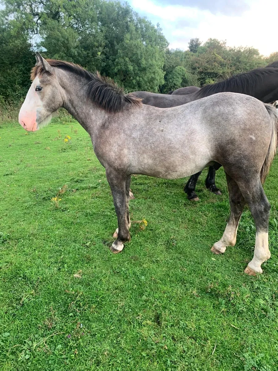 2 yearling colts - Image 1