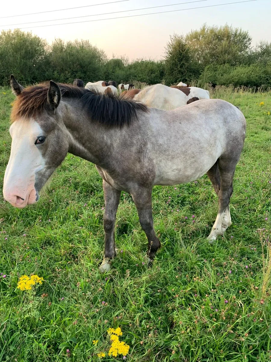 2 yearling colts - Image 2
