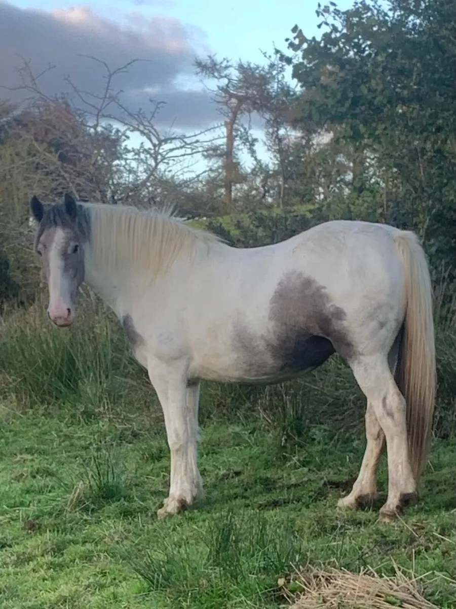 2 rising 4 year old fillies - Image 1