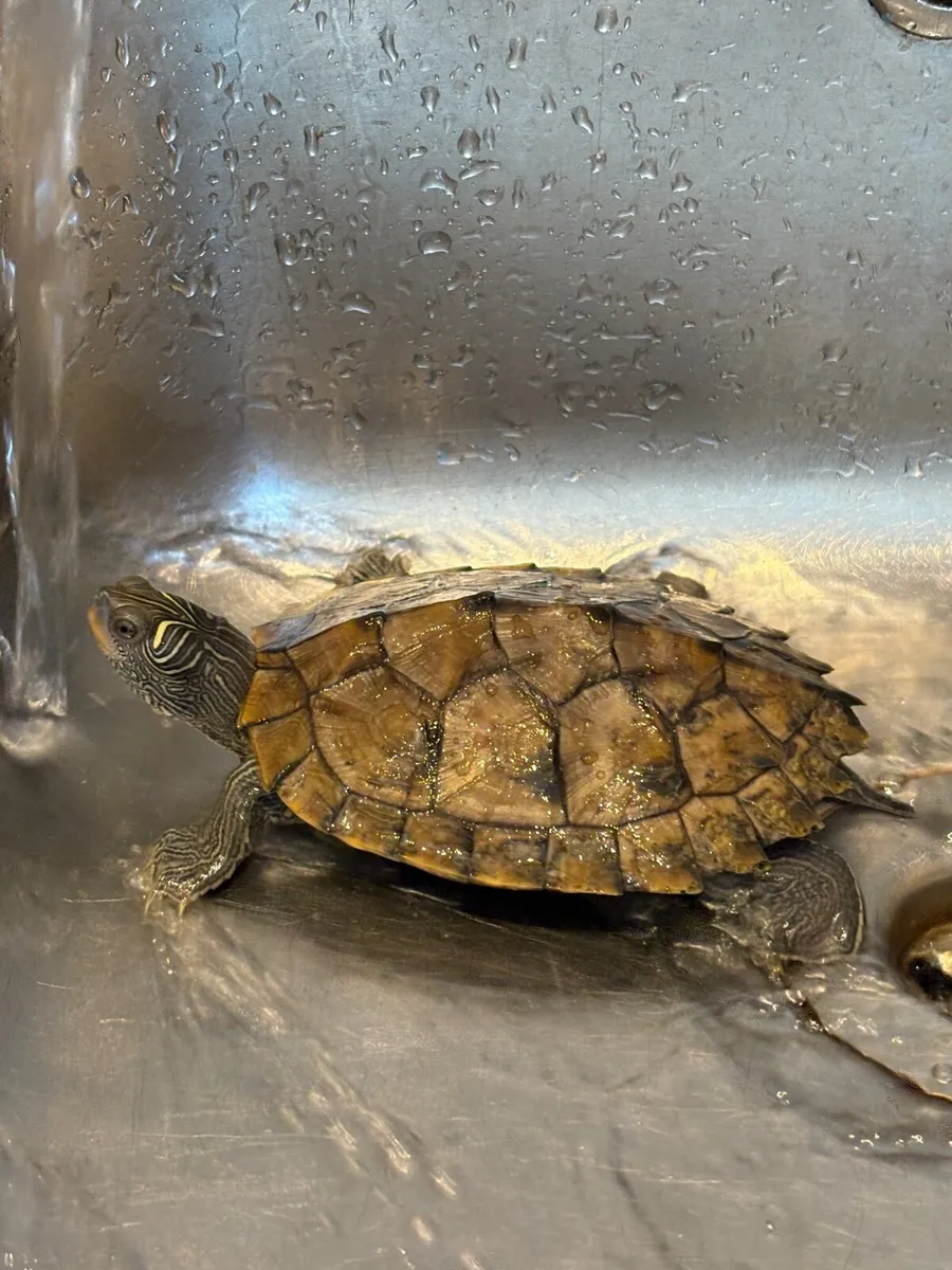 Fish tank with turtle - Image 3