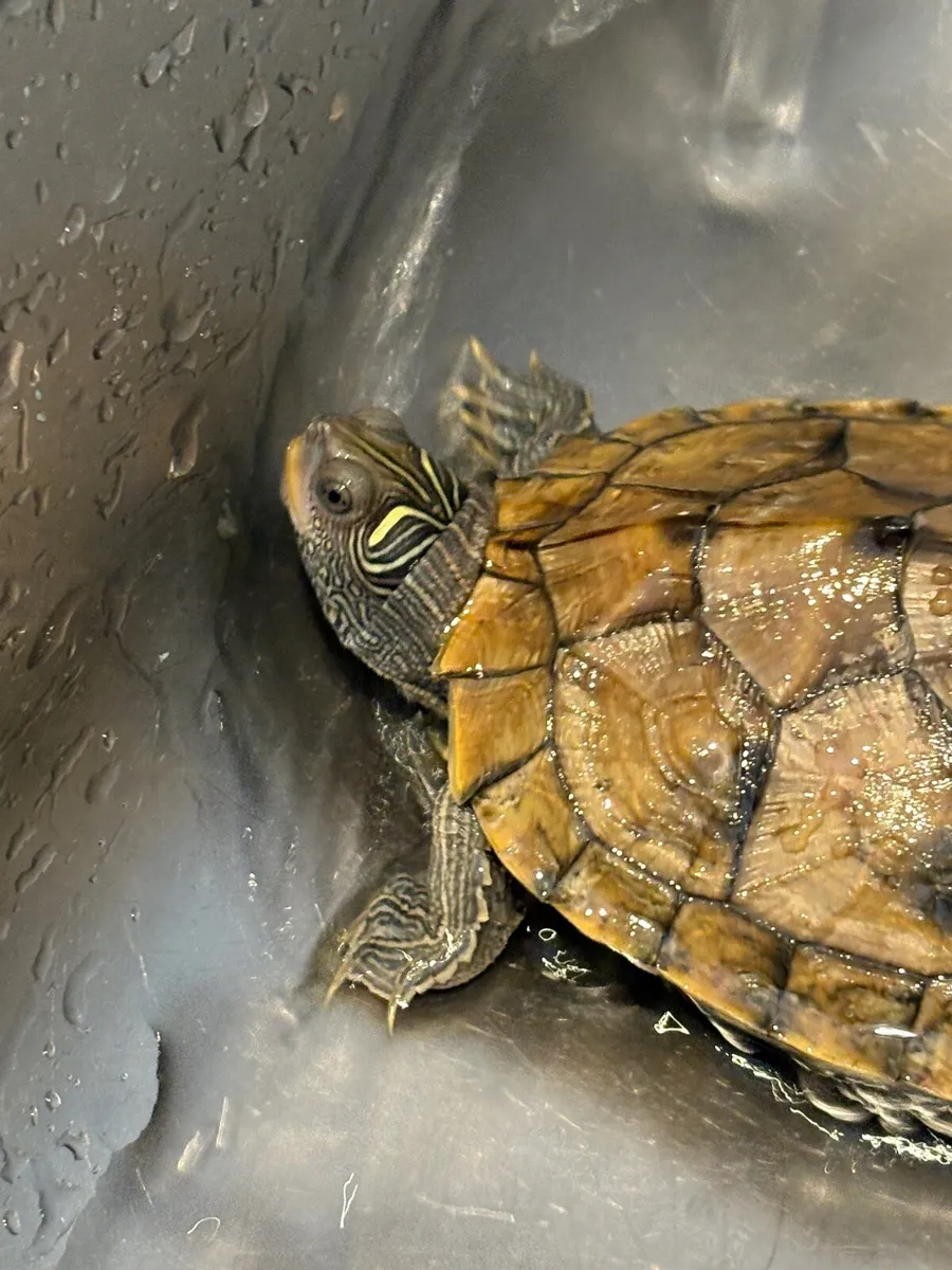 Fish tank with turtle - Image 4
