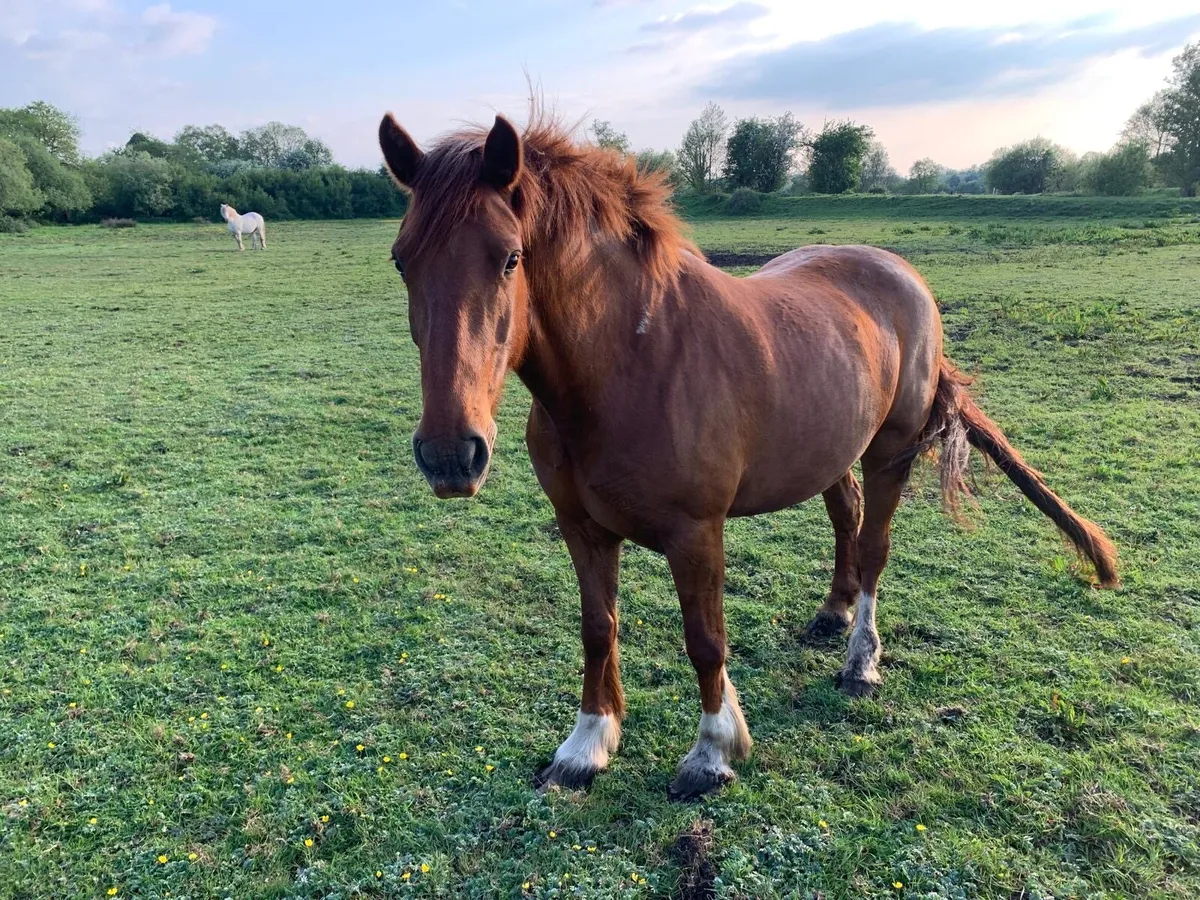 7 yr old chestnut mare and 2yr old heavy filly cob - Image 1