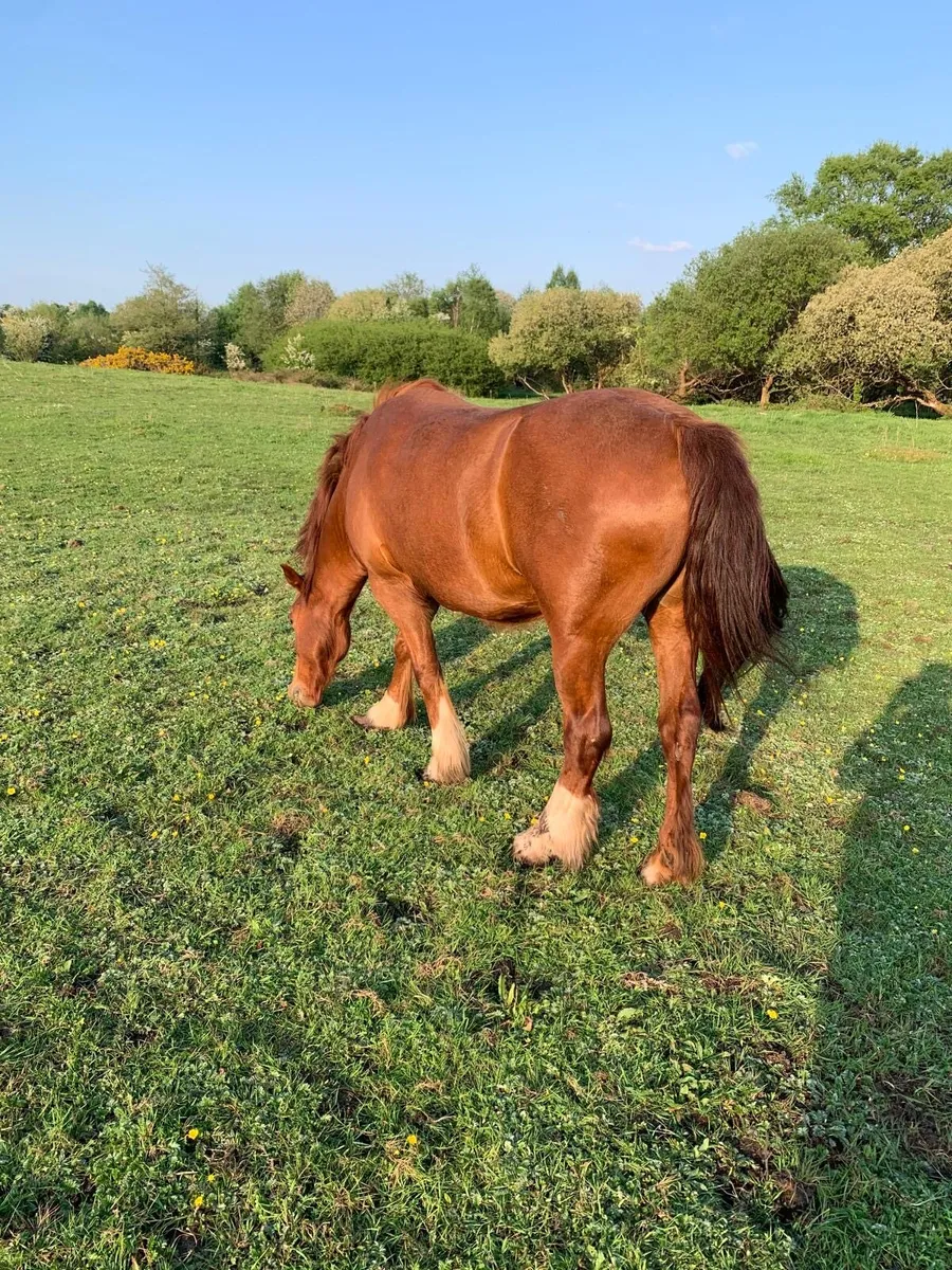 7 yr old chestnut mare and 2yr old heavy filly cob - Image 2