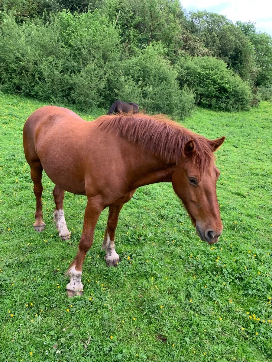 7 yr old chestnut mare and 2yr old heavy filly cob - Image 3