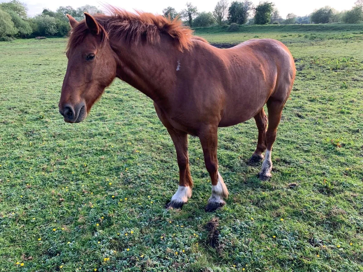 7 yr old chestnut mare and 2yr old heavy filly cob - Image 4