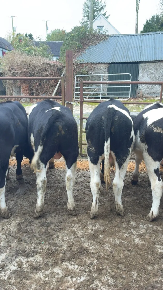 For sale Templemore mart 11th October - Image 1