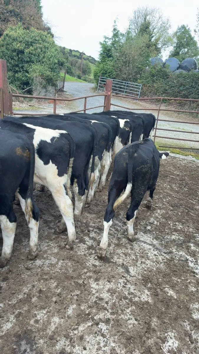 For sale Templemore mart 11th October - Image 2
