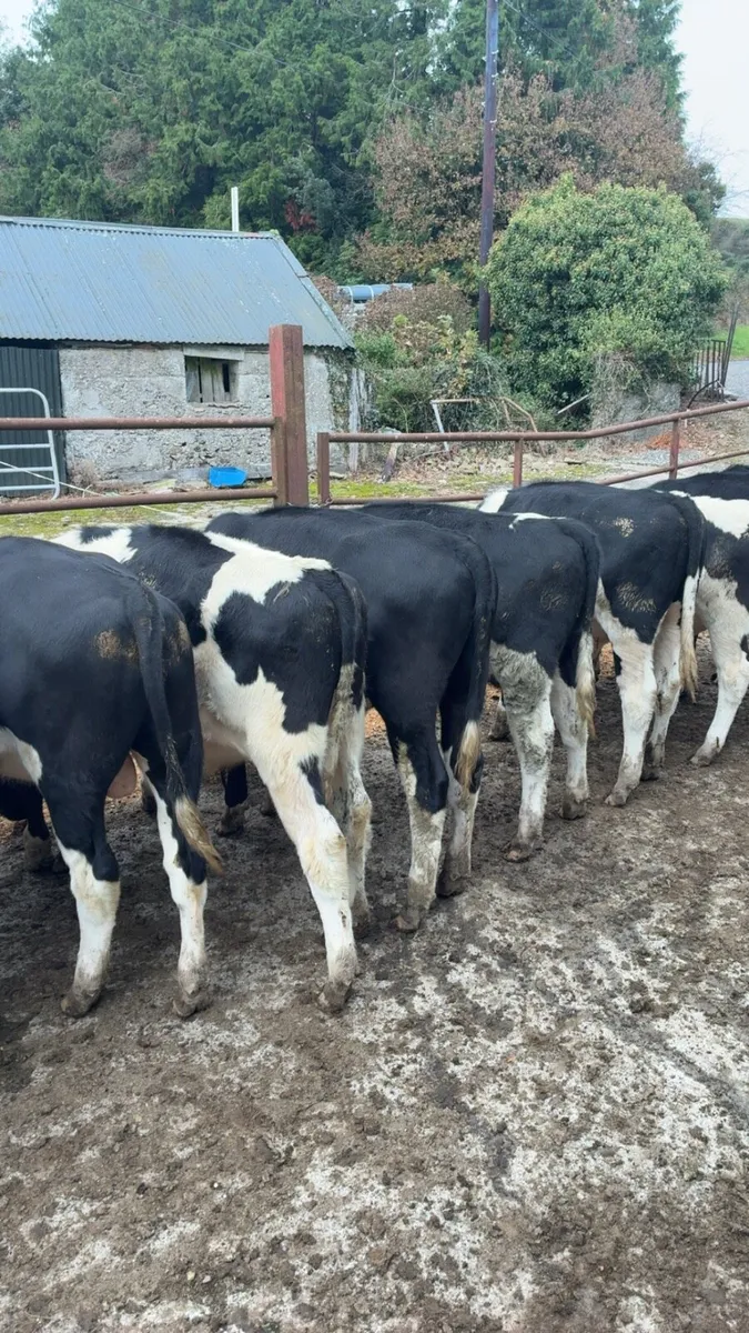 For sale Templemore mart 11th October - Image 3