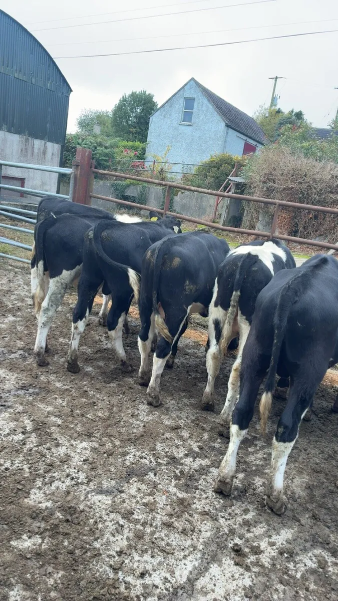 For sale Templemore mart 11th October - Image 4
