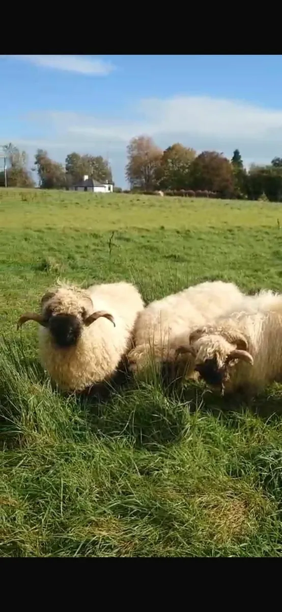 3 Super Valais Blacknose rams for breeding - Image 1