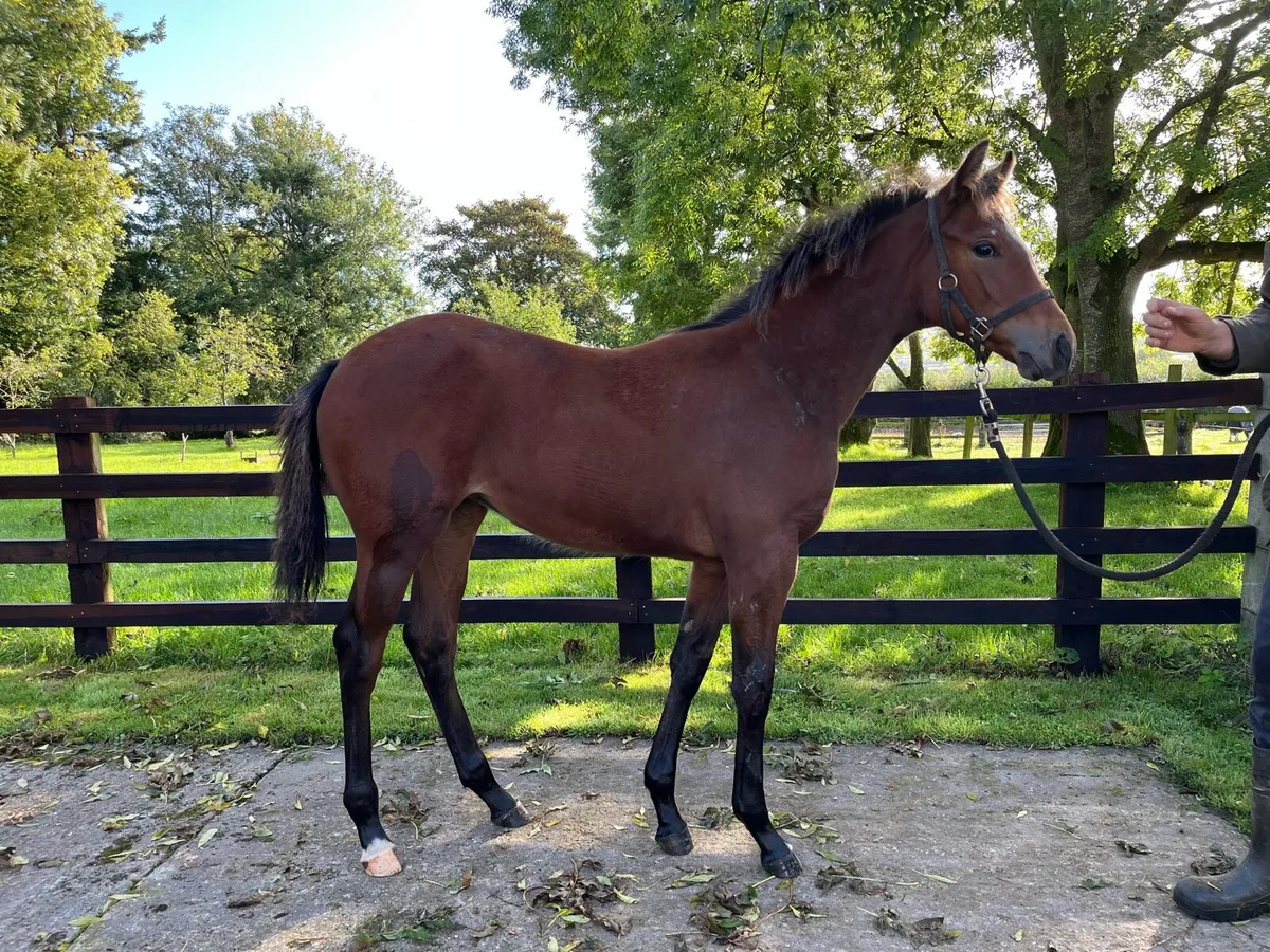 Quality Foal - Goresbridge 11th October - Lot 366 - Image 1