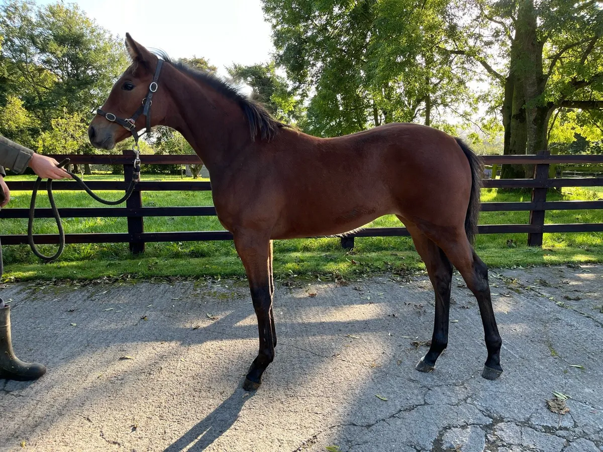 Quality Foal - Goresbridge 11th October - Lot 366 - Image 2
