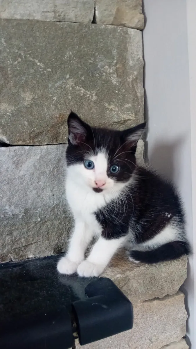 Kitten - Image 1