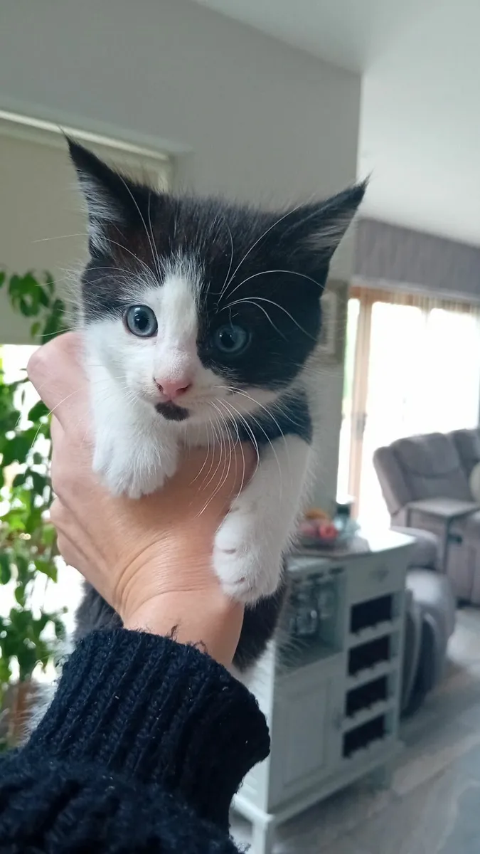Kitten - Image 2