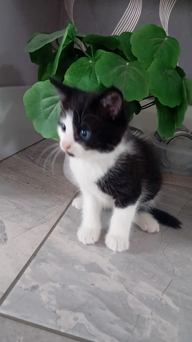 Kitten - Image 3