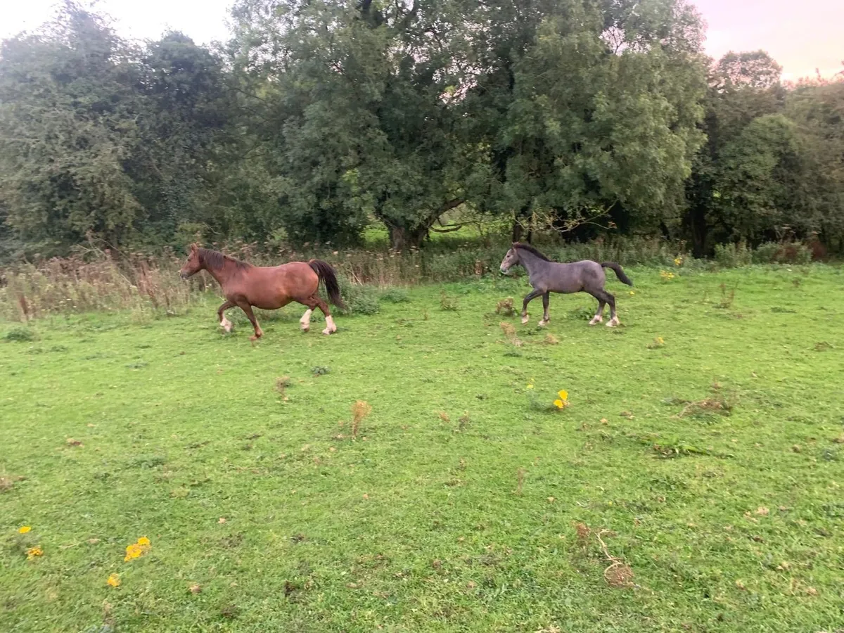 Selection of quality foals - Image 1