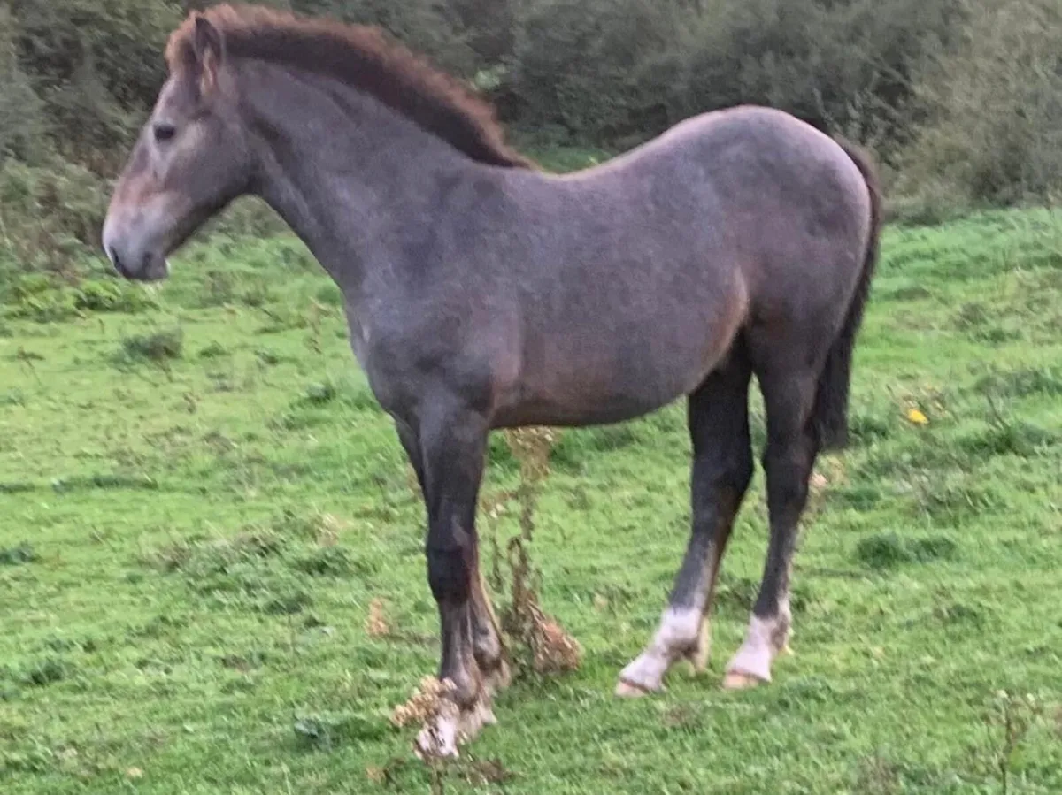 Selection of quality foals - Image 2