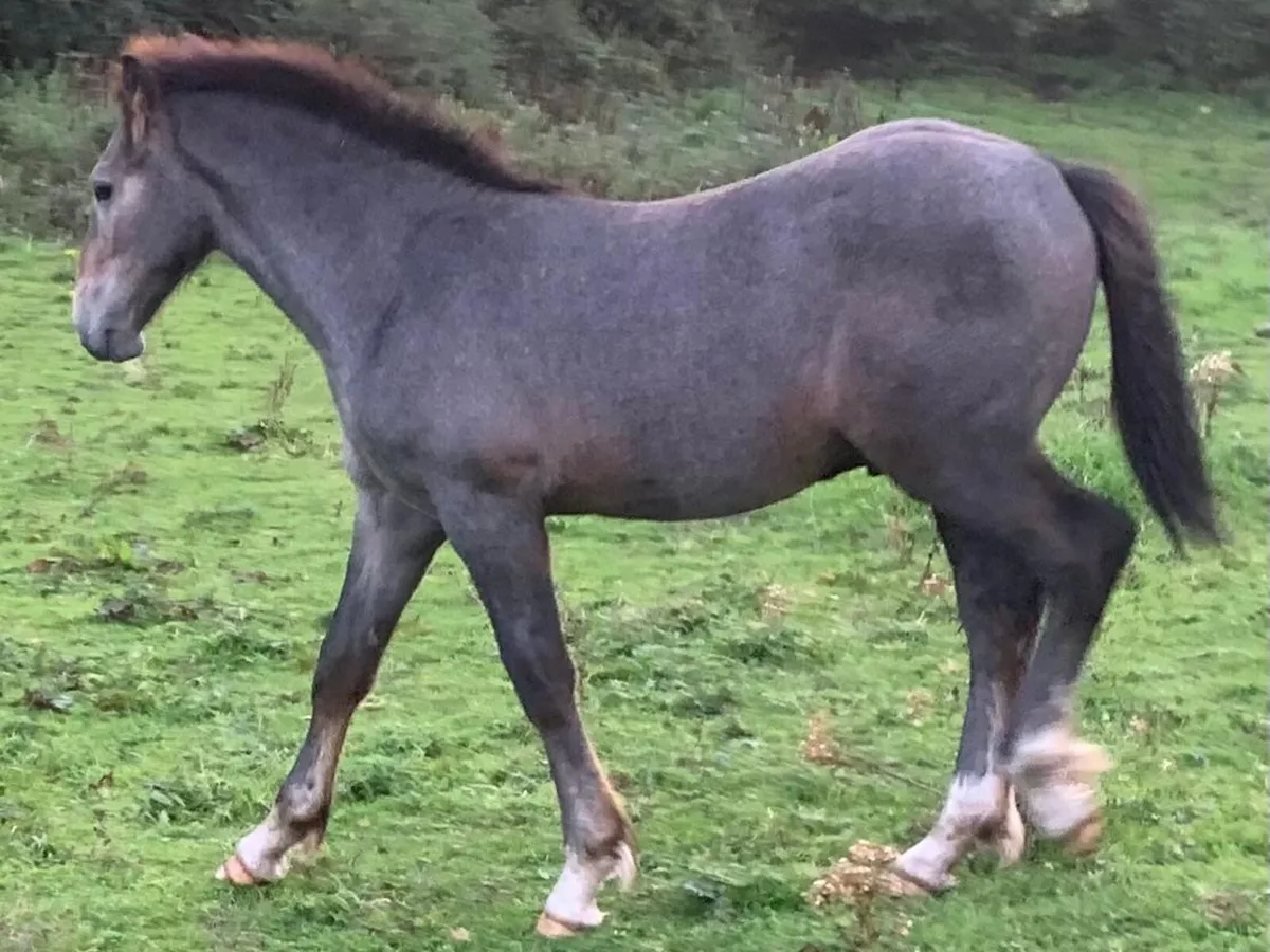 Selection of quality foals - Image 3