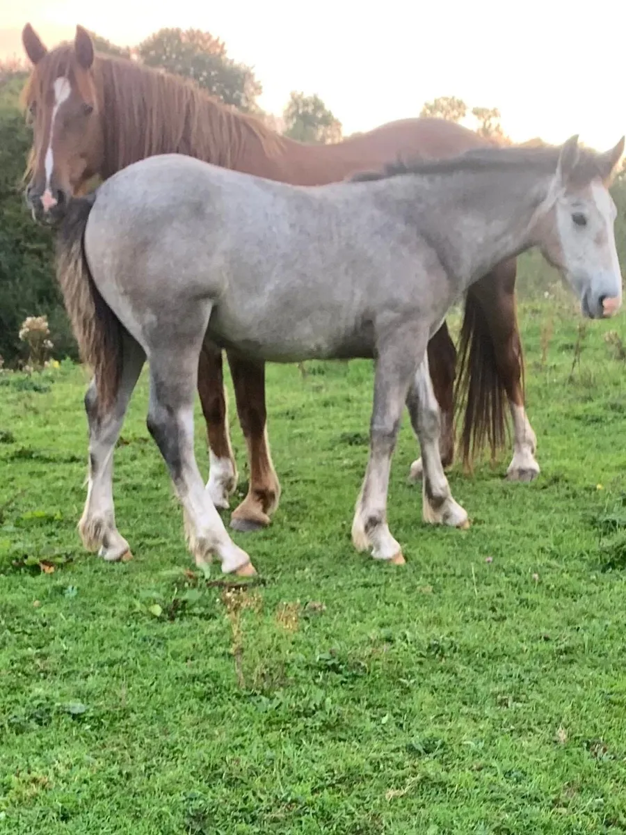 Selection of quality foals - Image 4