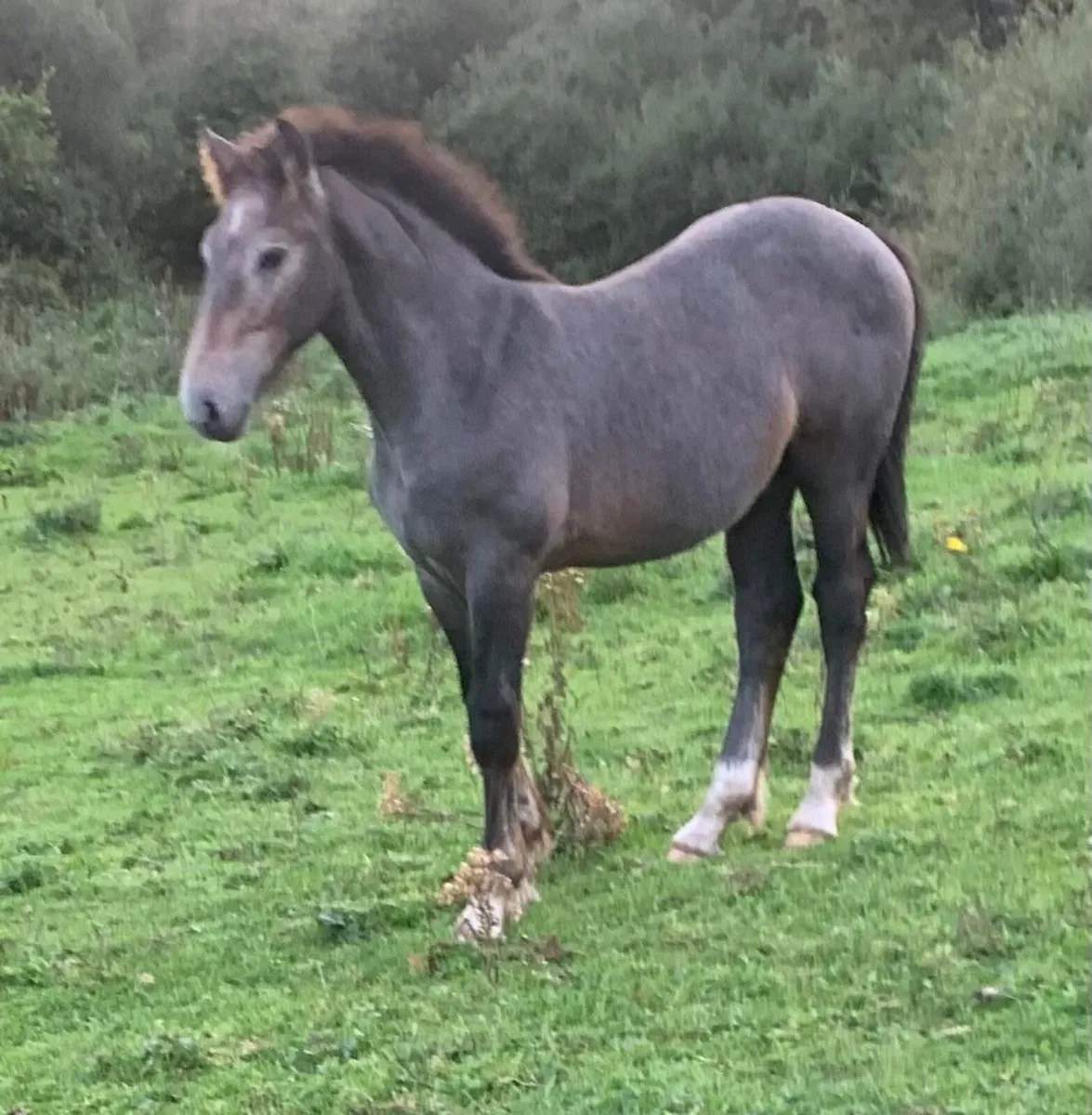 Selection of quality foals - Image 4