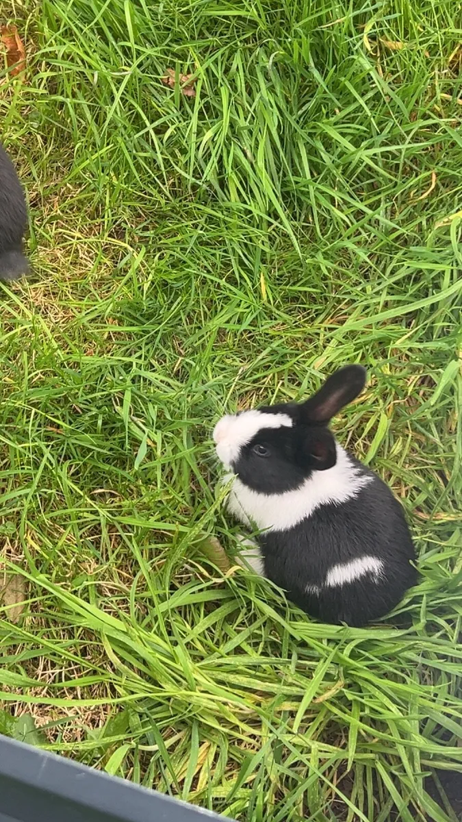 Rabbits - Image 1