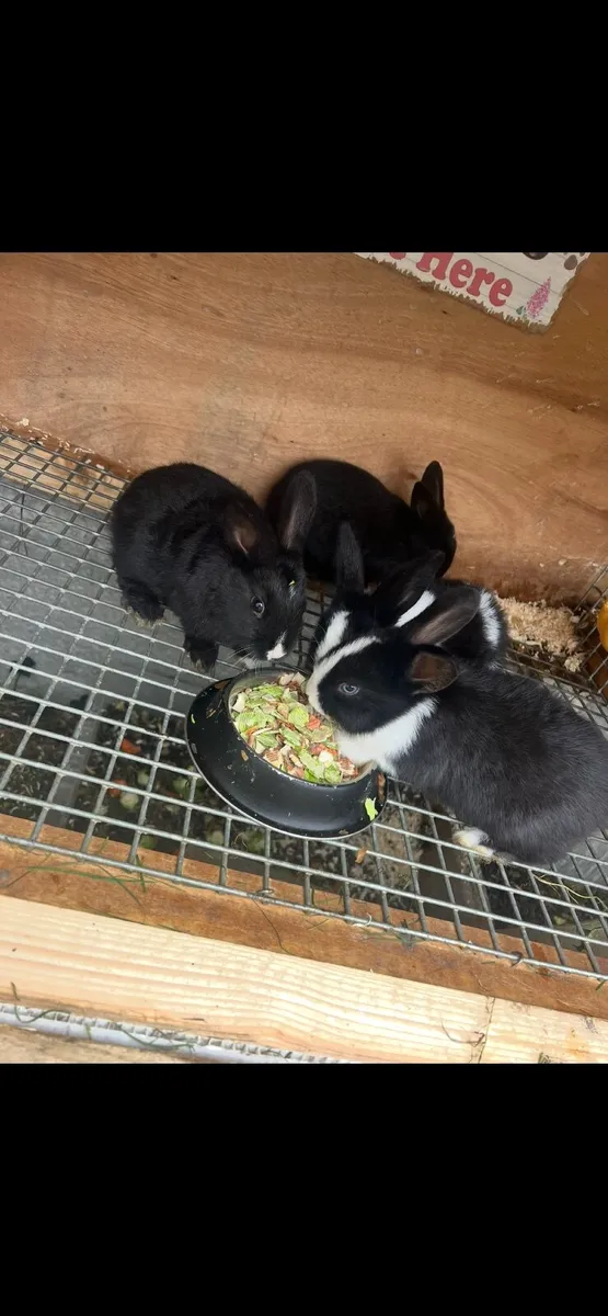 Rabbits - Image 2