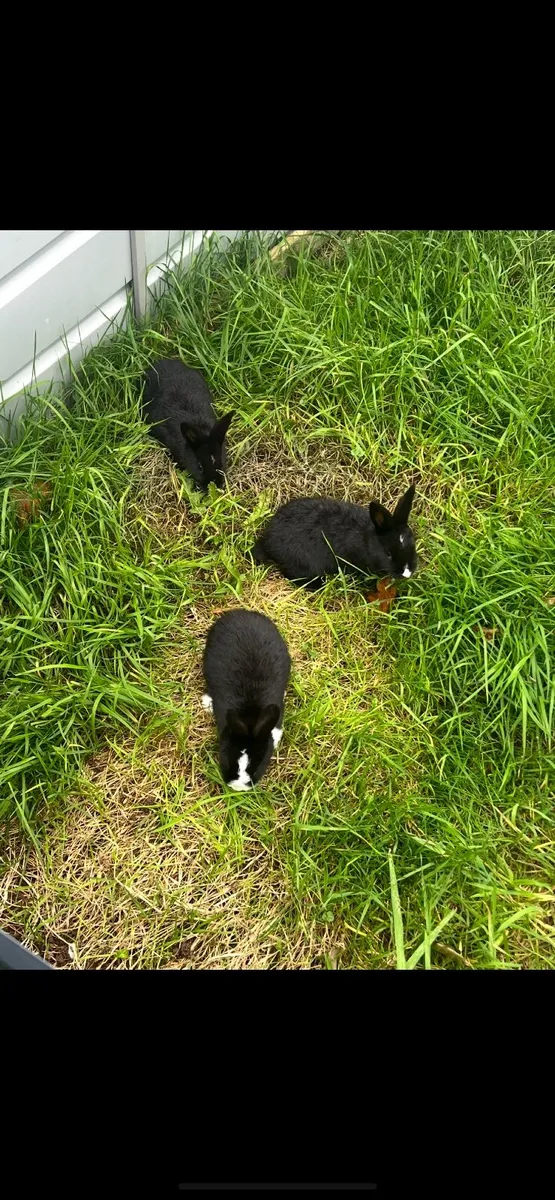 Rabbits - Image 3